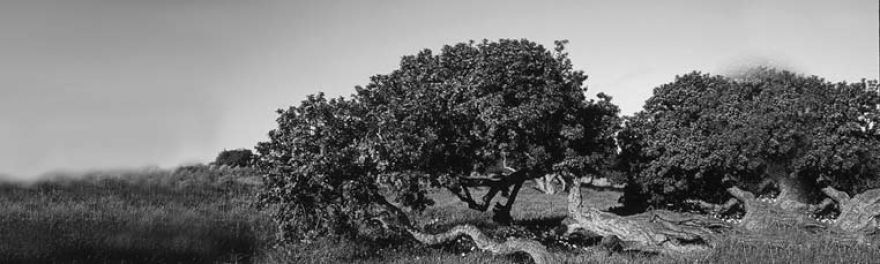 The Mastiha Tree